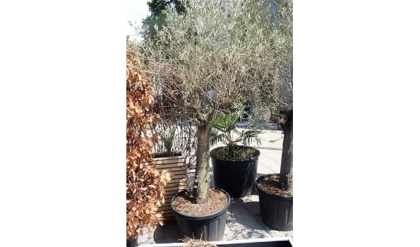 olijfboom in pot hoogte +-2m